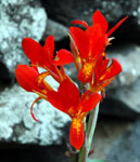 rød blomst